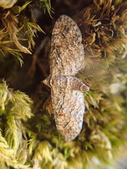 Eupithecia graefii