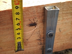 Acanthocinus aedilis