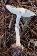 Amanita australis