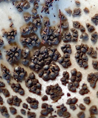 Amanita australis