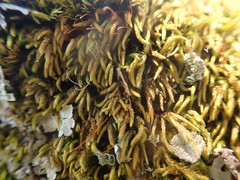 Pseudisothecium cristatum