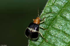 Gynandrobrotica
