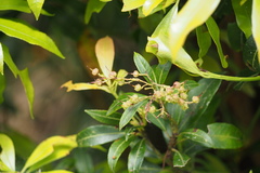 Pieris japonica