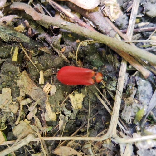 Black-headed Cardinal Beetle, 9747 AV Groningen, Netherlands, photo 7 of 10