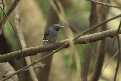 Hypocnemoides maculicauda