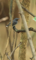 Hypocnemoides maculicauda