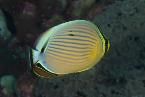 Pinstriped butterflyfish (Chaetodon lunulatus) — Chaetodontidae