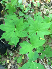 Hydrophyllum virginianum
