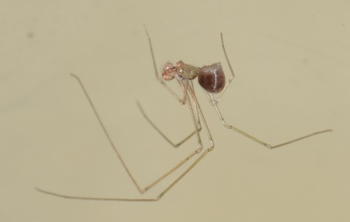 Belisana ambengan, Zuid-Holland, NL, photo 3 of 10