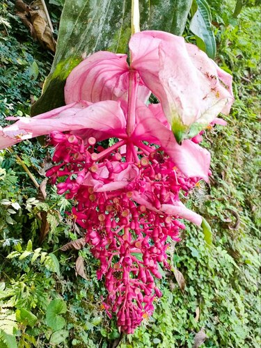 Foto de Orquídea-rosa