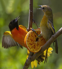 Baltimore Oriole photo 5