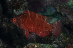 Cheilinus oxycephalus