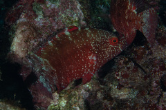 Cheilinus oxycephalus