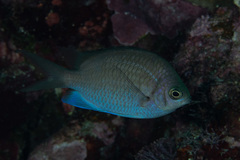 Chromis alpha