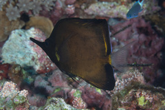 Forcipiger longirostris