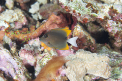 Ctenochaetus tominiensis