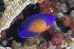 Centropyge bispinosa