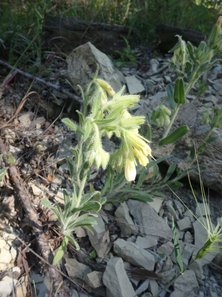 Aucher's Golden-Drop