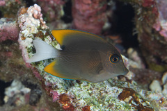 Ctenochaetus tominiensis