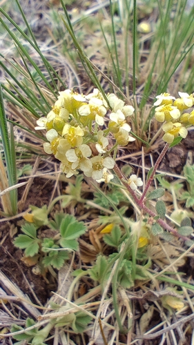 Image of Odontarrhena obovata by no rights reserved