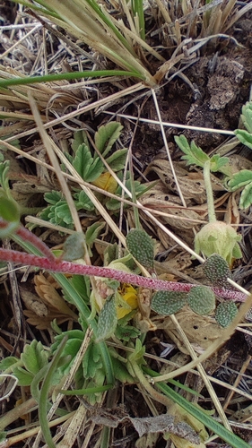 Image of Odontarrhena obovata by no rights reserved
