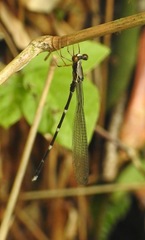 Platystictidae