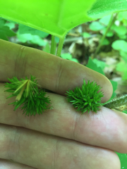 Hydrophyllum virginianum