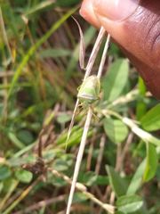 Pentatomidae