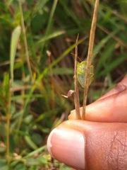 Pentatomidae