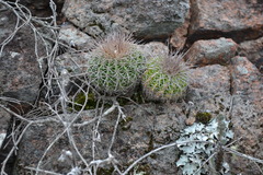 Parodia