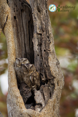 Otus bakkamoena