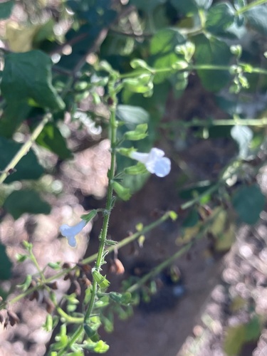 Obtusifolius Endostemon (Endostemon obtusifolius)