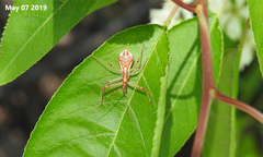 Epidaus tuberosus