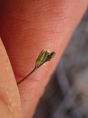 Nuttallanthus texanus