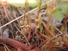 Nuttallanthus texanus