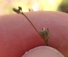 Nuttallanthus texanus