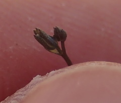 Nuttallanthus texanus