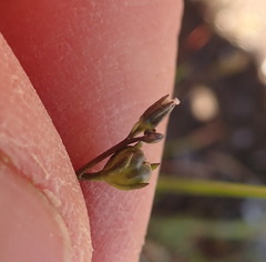 Nuttallanthus texanus