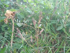 Alysicarpus