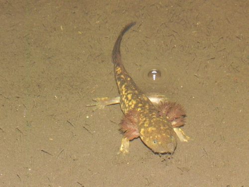 Michoacan Stream Salamander