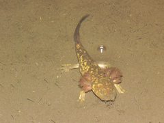 Michoacan Stream Salamander photo 2