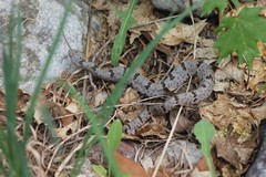 Crotalus lepidus klauberi