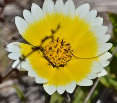 Layia platyglossa