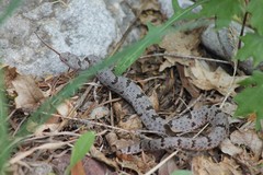 Crotalus lepidus klauberi