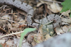 Crotalus lepidus klauberi