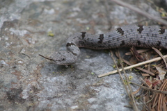 Crotalus lepidus klauberi