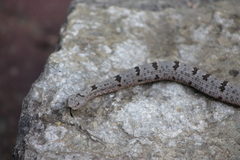 Crotalus lepidus klauberi
