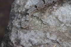 Crotalus lepidus klauberi