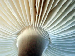 Amanita australis