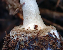 Amanita australis